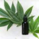 Metrc Oklahoma Login: Streamlining Cannabis