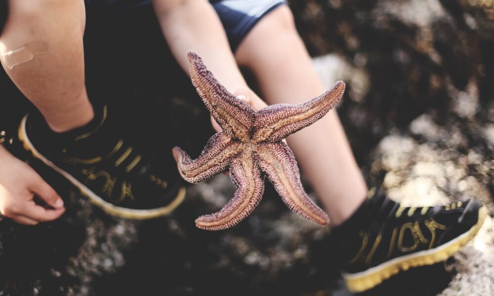 Starfish BCC