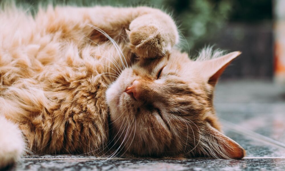 Litter Tray for Your Cat