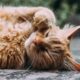 Litter Tray for Your Cat