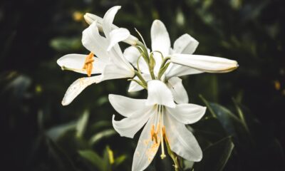 lillyflower2003