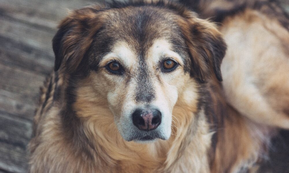 Canine Cognitive Decline