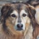 Canine Cognitive Decline