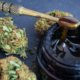 Gelonade Strain