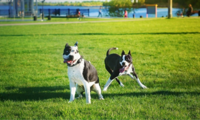 Dog Parks Near Me