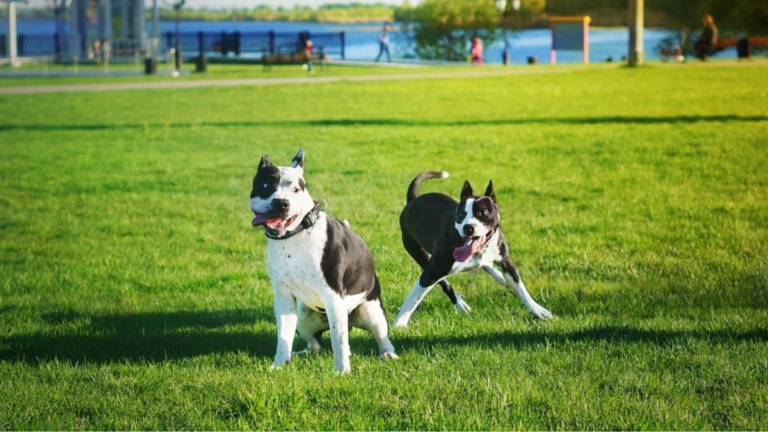 Dog Parks Near Me