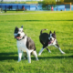 Dog Parks Near Me