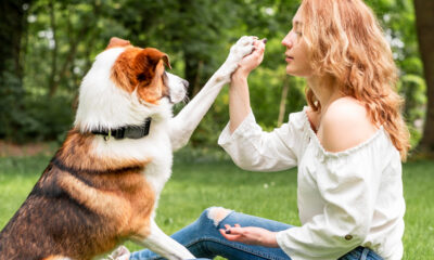 From Woofs to Wags