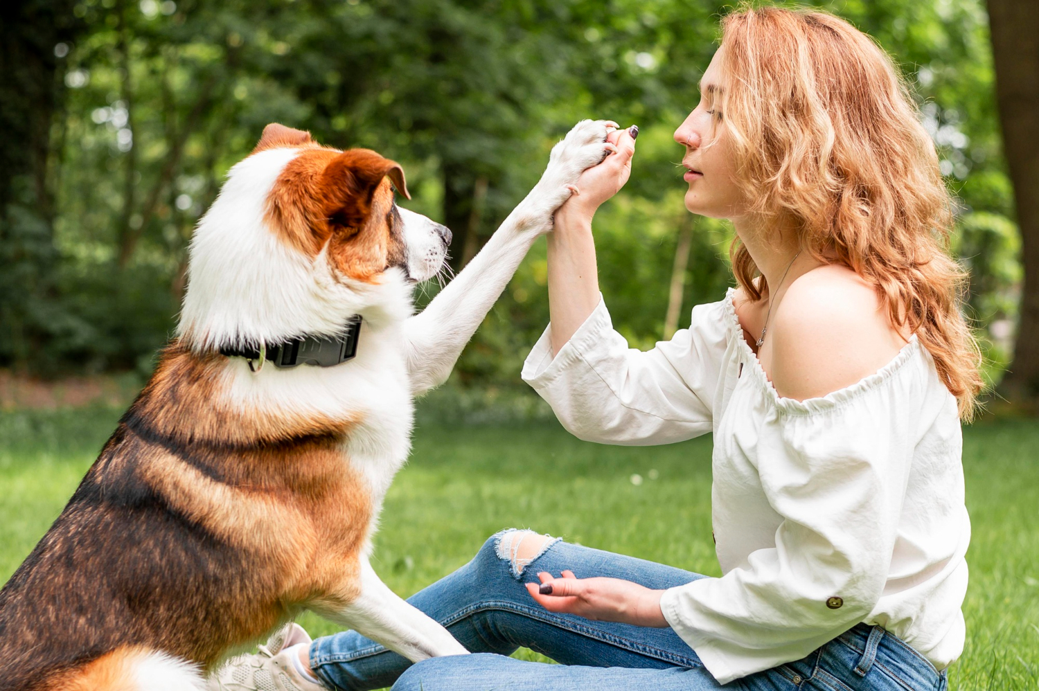 From Woofs to Wags