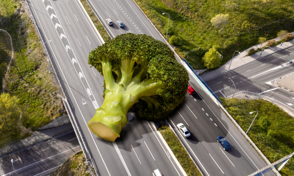 Organic Traffic Dropped