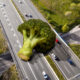 Organic Traffic Dropped