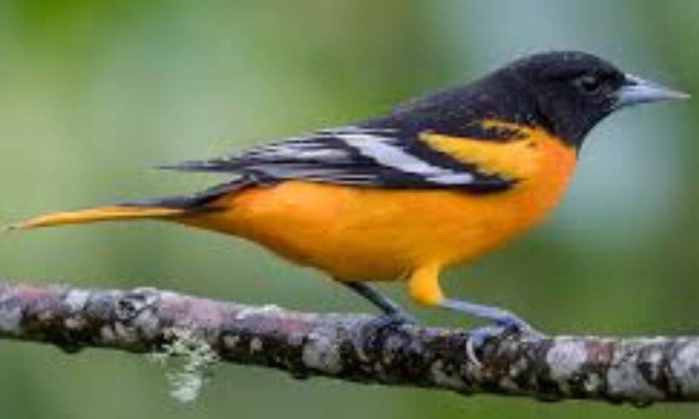 A Vibrant Songbird of North America Baltimore oriole