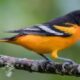 A Vibrant Songbird of North America Baltimore oriole