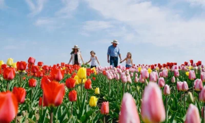 Texas Tulips