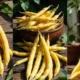 Wax Beans Guide 2025: Grow, Cook & Enjoy Easily 72 Wax Beans